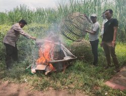 Cek Lokasi Jatikalang, Polisi Tegaskan Tak Ada Aktivitas Sabung Ayam