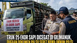 Diduga Gunakan Dokumen Karantina Bermasalah, Truk Angkut 25 Sapi Dicegat di Gilimanuk, Nama Oknum Polisi Ikut Disebut