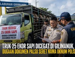 Diduga Gunakan Dokumen Karantina Bermasalah, Truk Angkut 25 Sapi Dicegat di Gilimanuk, Nama Oknum Polisi Ikut Disebut