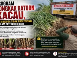 Petani Soroti Pelaksanaan Bongkar Ratoon, Bibit Bantuan Dinilai Datang Terlambat dan Tidak Seragam